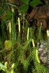 lycopodiaceae