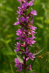lythraceae