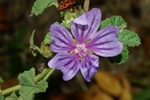 malvaceae