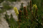 melanthiaceae