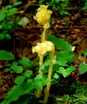 monotropaceae