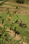 oleaceae