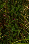 onagraceae