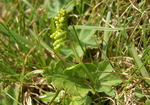 ophioglossaceae