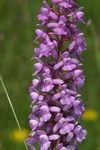 orchidaceae