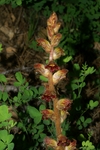 orobanchaceae