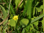 oxalidaceae