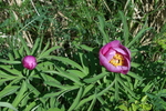 paeoniaceae