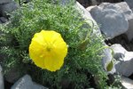 papaveraceae