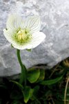 parnassiaceae