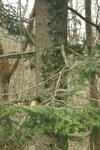 pinaceae