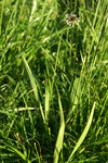 plantaginaceae