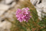 plumbaginaceae