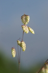 poaceae