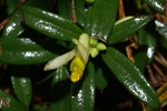 polygalaceae