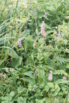 polygonaceae