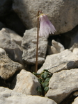 primulaceae