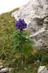 ranunculaceae