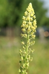 resedaceae