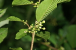 rhamnaceae
