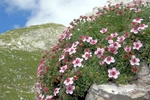rosaceae