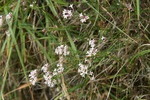 rubiaceae