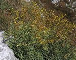 rutaceae
