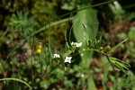 santalaceae