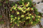 saxifragaceae