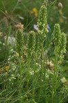 scrophulariaceae