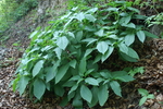 solanaceae
