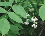 staphyleaceae