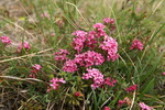 thymelaceae