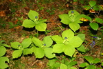 trilliaceae