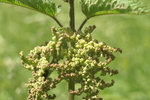 urticaceae