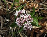 valerinaceae
