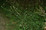 verbenaceae