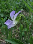 violaceae