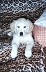 Ajk3m1.jpg (90288 bytes)