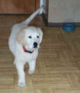 Ajk3m2.jpg (46897 bytes)