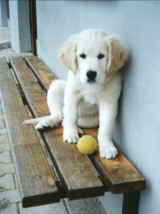 Ajk3m3.jpg (61793 bytes)