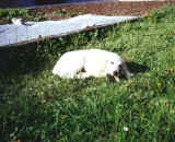 Ajk4m1.jpg (53331 bytes)