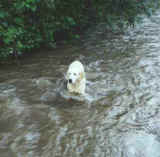 ajk5m3.jpg (15492 bytes)