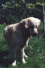 amor4.JPG (82927 bytes)