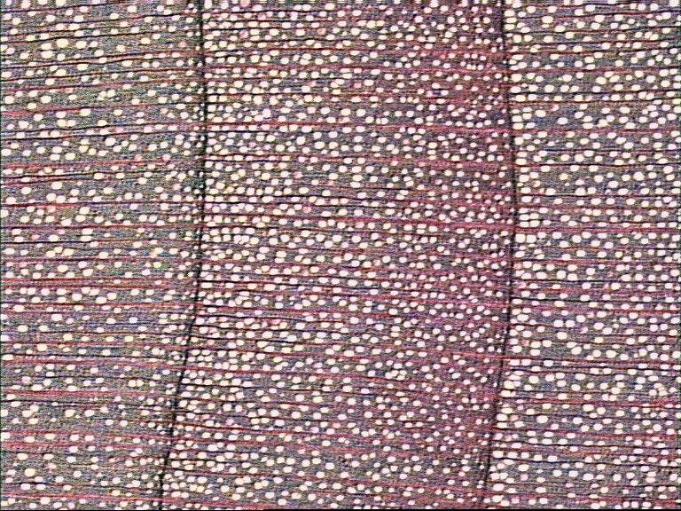 AbiesP.jpg (218719 bytes)