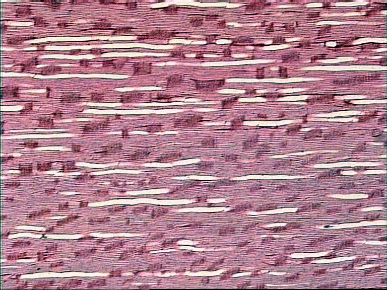 AbiesR.jpg (161799 bytes)