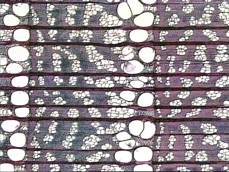 AbiesP.jpg (218719 bytes)