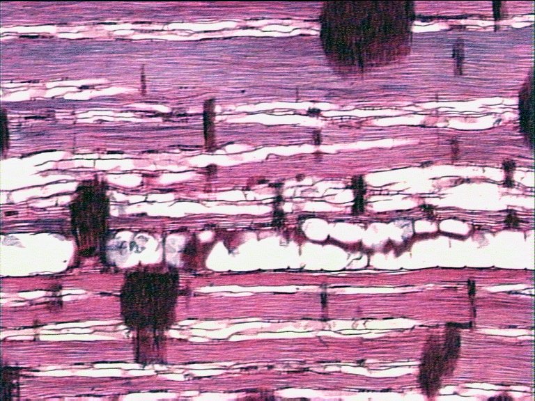 AbiesR.jpg (161799 bytes)