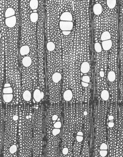 pre�ci rez - listavec