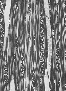 tangecialni rez - listavec